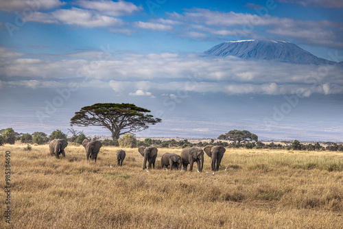 Elephants in foreground of Kilimanjaro Mountain