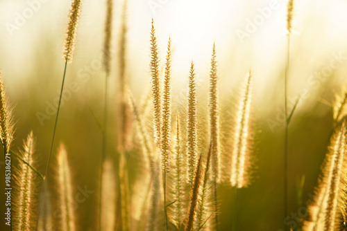 Soft Golden Grass in Warm Sunset Glow