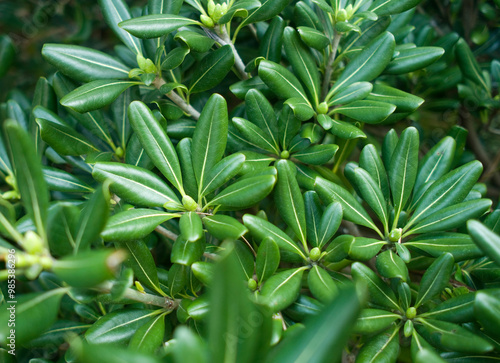 Green leaves of Southern Magnolia tree at Manjaedo Island near Sinan-gun, South Korea