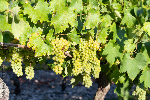 Close up of white grapevine during bearing season on its tree with branches in vineyard, with its tree and green nature 