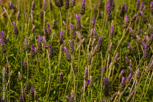 Blooming lavender filled with bees at the start of spring 2024. Beautiful violet, lilac plant in the sunlight. Bees heading to collect nectar with their proboscis extended photo