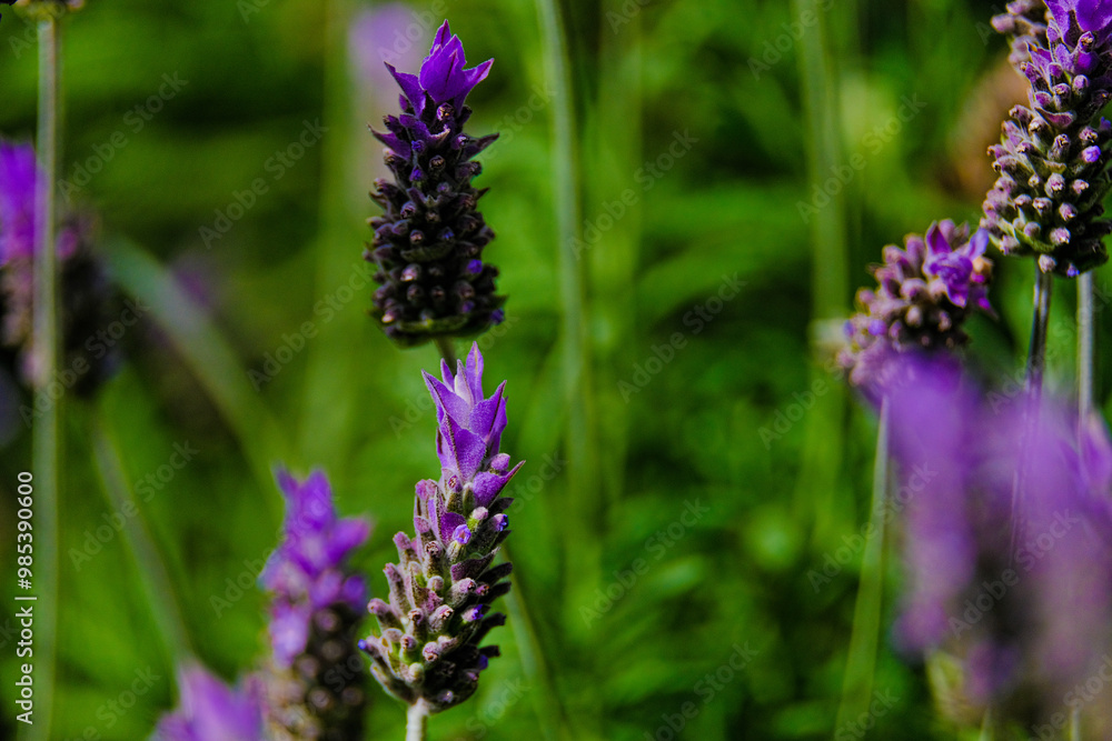 Blooming lavender filled with bees at the start of spring 2024. Beautiful violet, lilac plant in the sunlight. Bees heading to collect nectar with their proboscis extended Blooming lavender filled with bees at the start of spring 2024. Beautiful violet, lilac plant in the sunlight. Bees heading to collect nectar with their proboscis extended