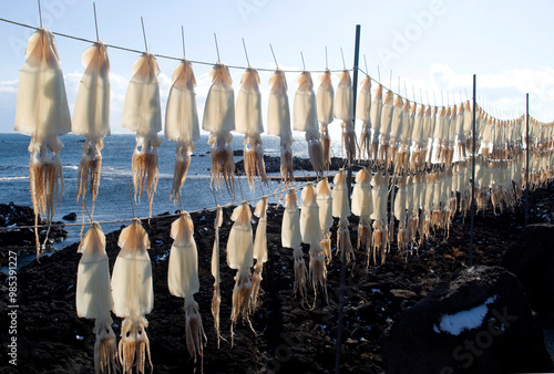 Raw squids are being dried against blue sea at Jeju-si near Jeju-do Island, South Korea 