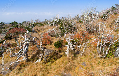 Dead tree habitat in the autumn at Hallasan National Park near Seogwipo-si, Jeju-do Island, South Korea photo