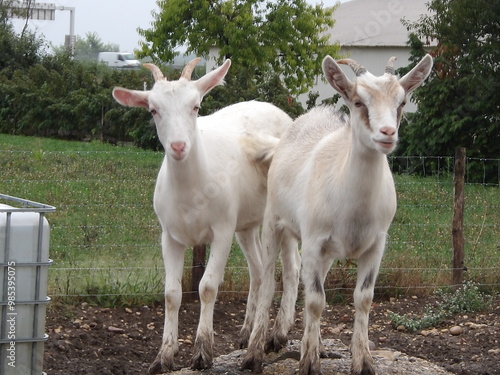 deux chèvres blanches photo