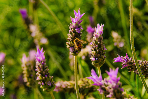 Blooming lavender filled with bees at the start of spring 2024. Beautiful violet, lilac plant in the sunlight. Bees heading to collect nectar with their proboscis extended