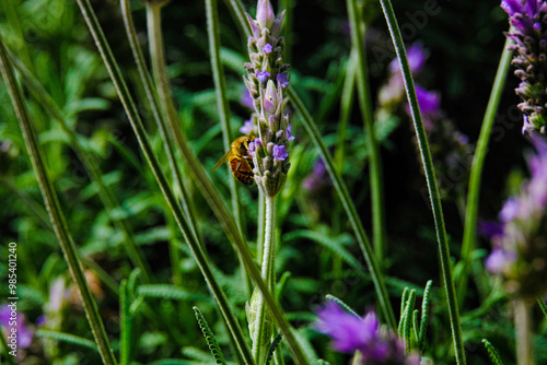 Blooming lavender filled with bees at the start of spring 2024. Beautiful violet, lilac plant in the sunlight. Bees heading to collect nectar with their proboscis extended