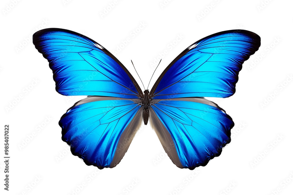 Blue tropical butterflies Blue tropical butterflies
