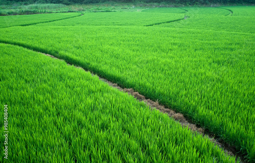 Green rice paddy on the rice field in summer at Seungbongdo Island near Ongjin-gun, South Korea