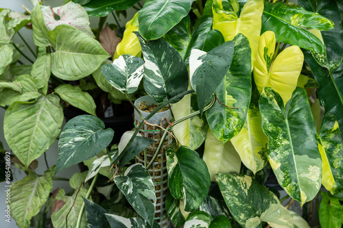 Group of variegated plants collecting in backyard as houseplants. Variegated plants are plants that have leaves with pale sections that are not fully green. photo