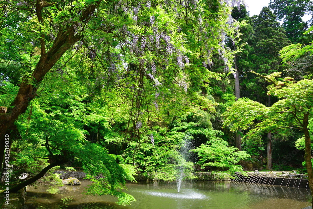 Fototapeta premium 加茂山公園（新潟県）