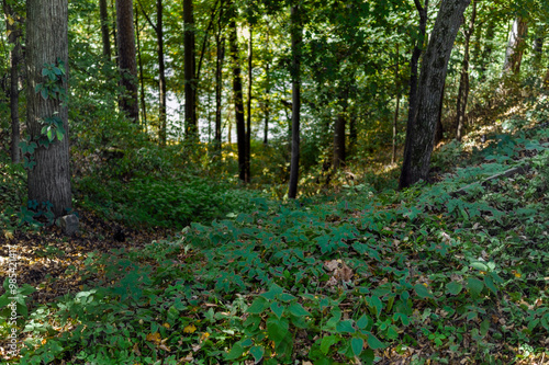 steep descent in forest photo