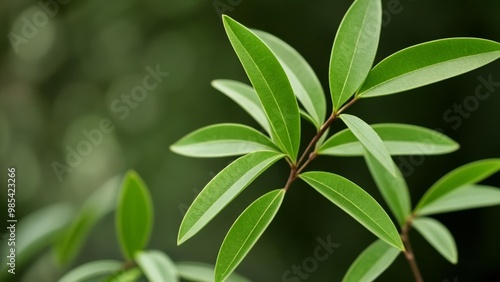  Vibrant green leaves in closeup perfect for naturethemed projects