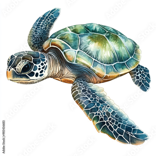 Turtle watercolor clipart illustration isolated