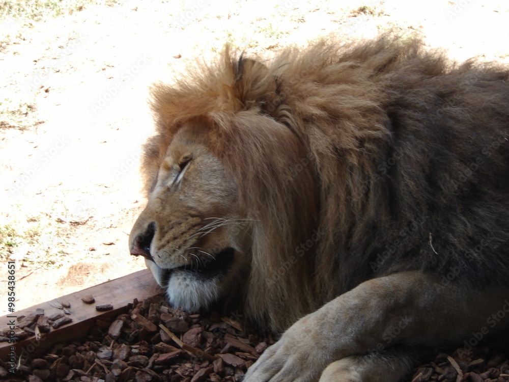 Naklejka premium Lion en gros plan qui se repose