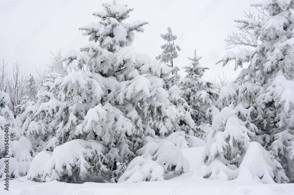 Naklejka premium Hoarfrost on the snow covered trees at Seonjaryeong Pass near Pyeongchang-gun, South Korea