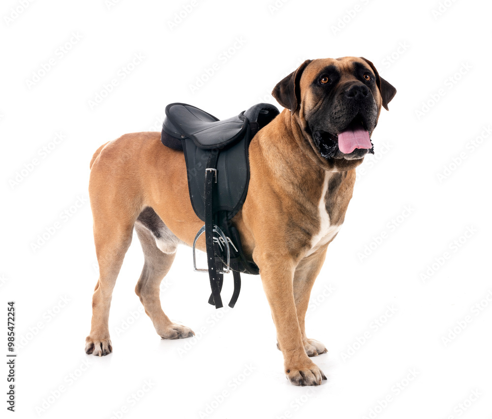 Obraz premium Boerboel in studio