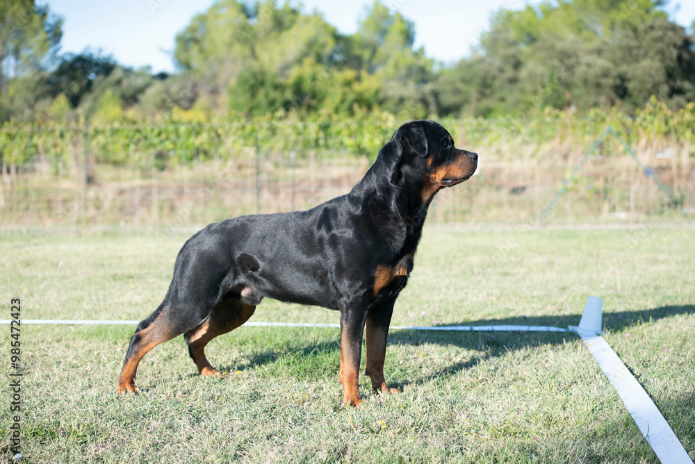 obedience training with a rottweiler obedience training with a rottweiler