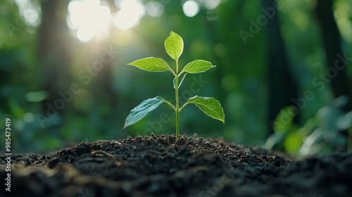 A Single Green Sprout Emerging from Dark Soil in Sunlight