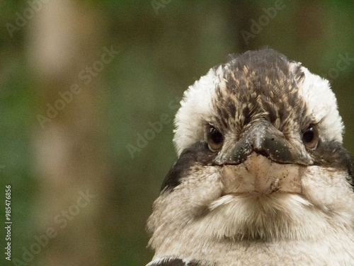 Close-up of kookaburra head staring at camera photo