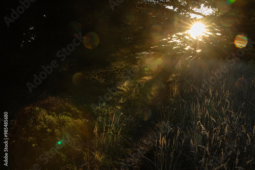 Sun shines through a forest along the California Coast, Mendocino, United States.