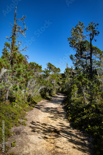 A forrest path along the California Coast, Mendocino, United States.