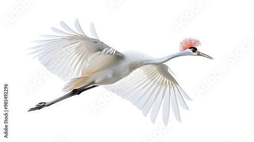 Majestic Flying Red-Crowned Crane Isolated on White Background photo