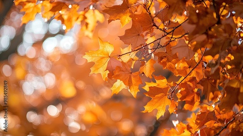 Orange fall leaves in a park setting, providing a natural autumn backdrop for seasonal and environmental themes.