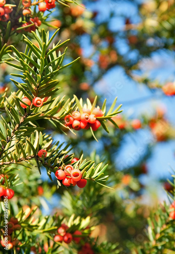 Coniferous branch with red juniper berries on sky background. Christmas background for design. 