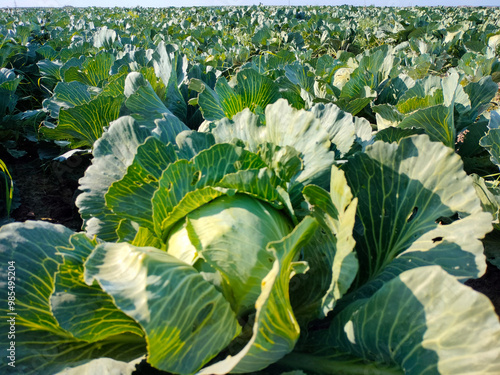 Cabbage ripens in a farmer's field. An environmentally friendly vegetable.