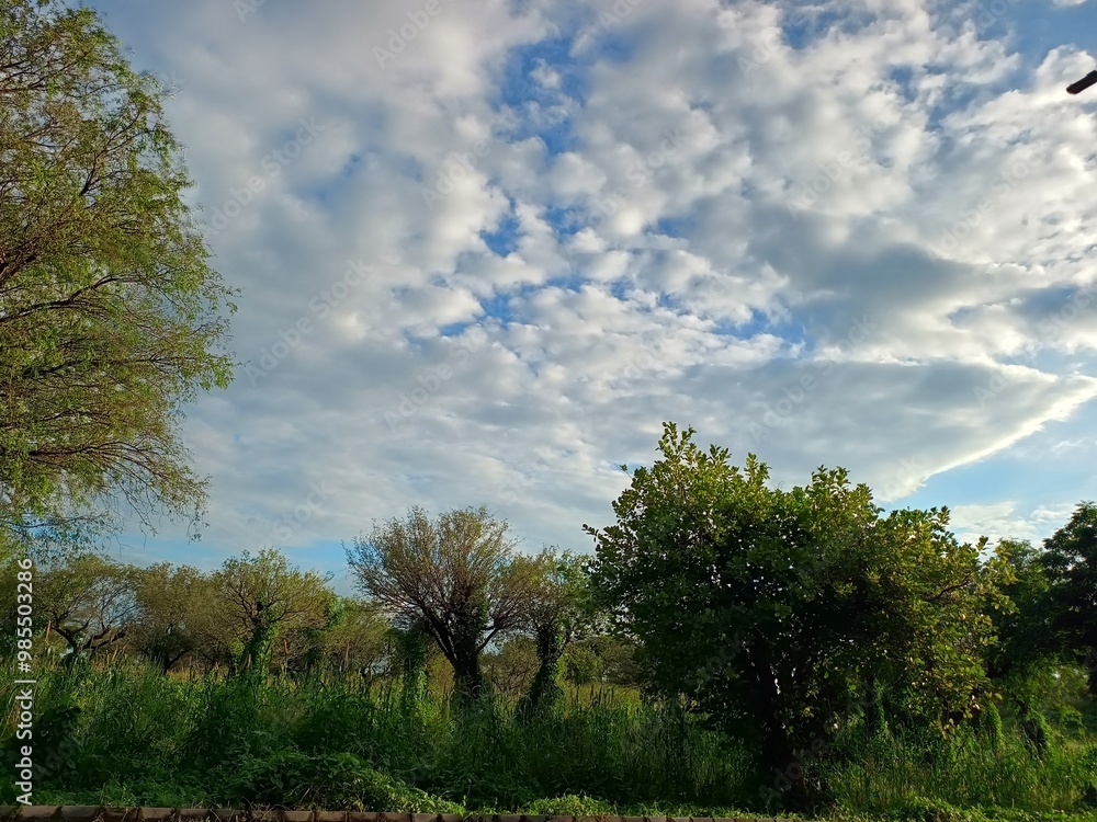 Fototapeta premium Serene Nature Landscape with Lush Greenery and Cloud-Filled Sky