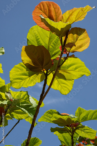 Yellow leaves on a branch