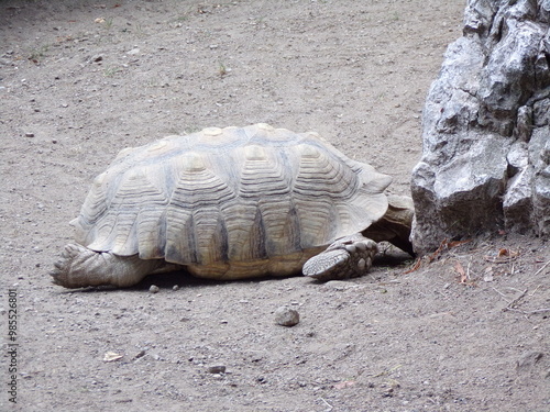 tortue