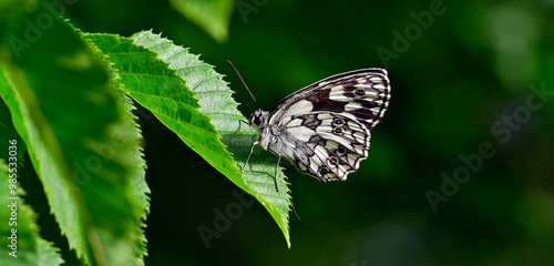 Schachbrett - Falter // Marbled white (Melanargia galathea) photo