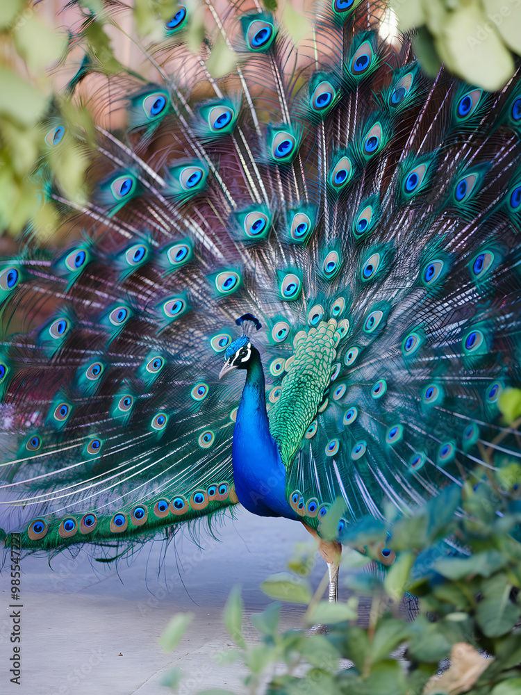 Obraz premium Majestic Peacock Displaying Its Vibrant Feather Fan