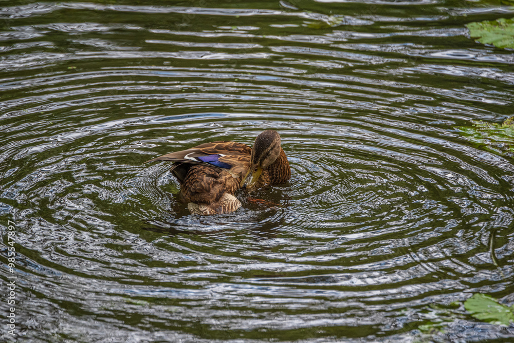 A wild beautiful duck is swimming in the pond. A wild beautiful duck is swimming in the pond.
