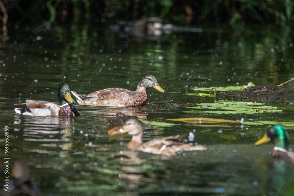 A wild beautiful duck is swimming in the pond. A wild beautiful duck is swimming in the pond.