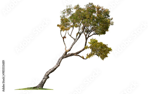 Tree isolated on white background,Syzygium antisepticum