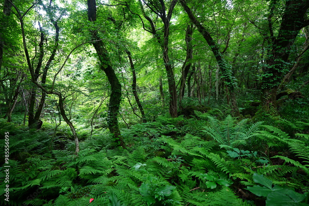 Fototapeta premium spring primeval forest with fresh ferns and old trees