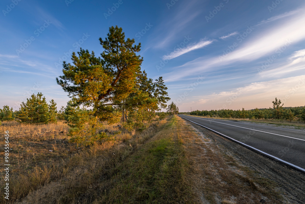 A road with a tree in the middle of it A road with a tree in the middle of it