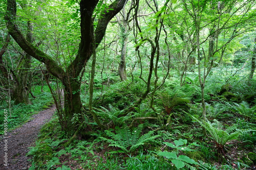 vines and mossy old trees in dense spring forest vines and mossy old trees in dense spring forest