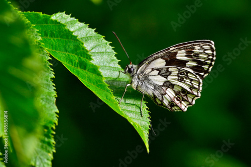 Schachbrett - Falter // Marbled white (Melanargia galathea) - Montenegro photo