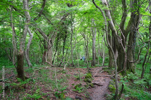 vines and mossy old trees in dense spring forest