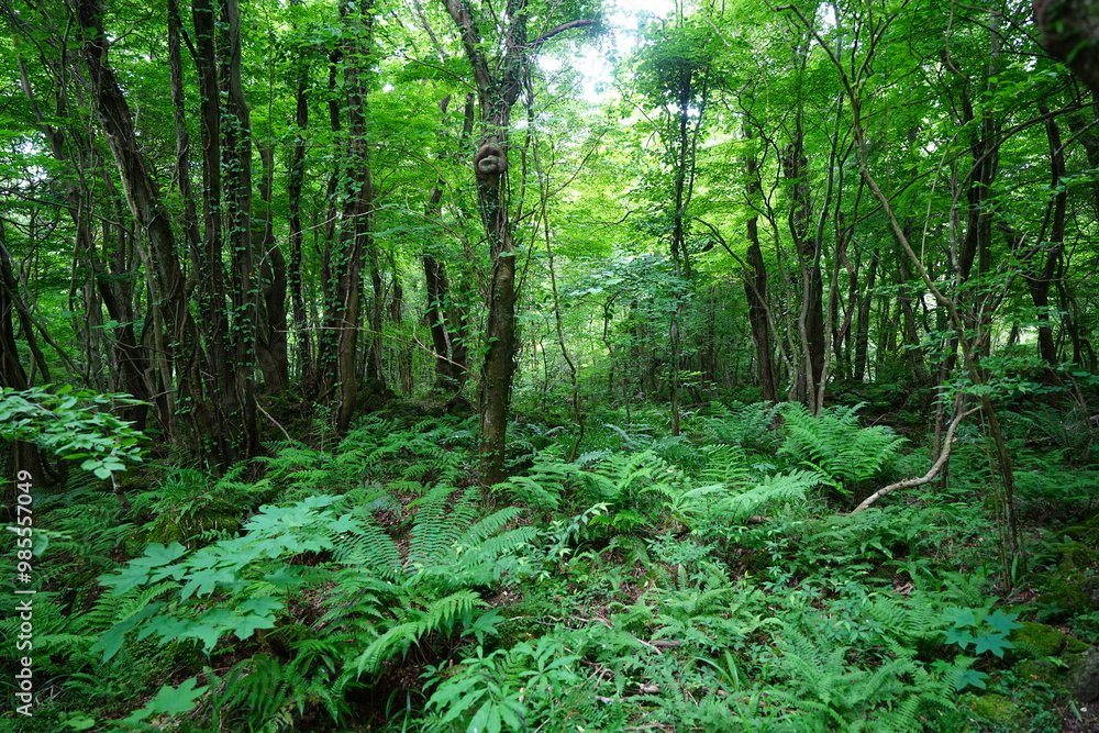 spring primeval forest with fresh ferns and old trees spring primeval forest with fresh ferns and old trees