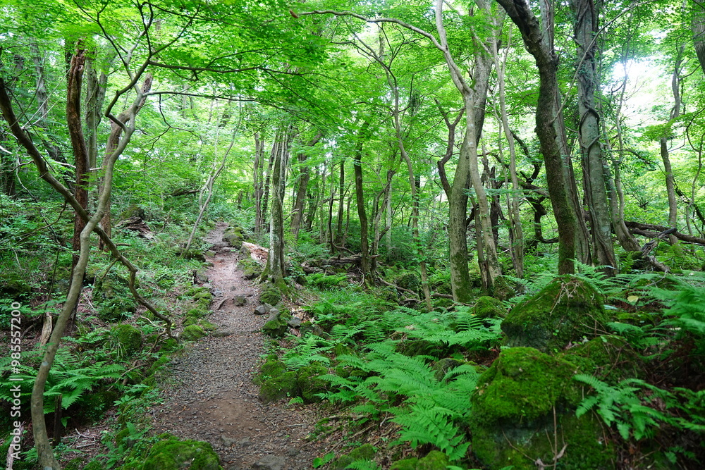 spring path through mossy rocks and old trees spring path through mossy rocks and old trees
