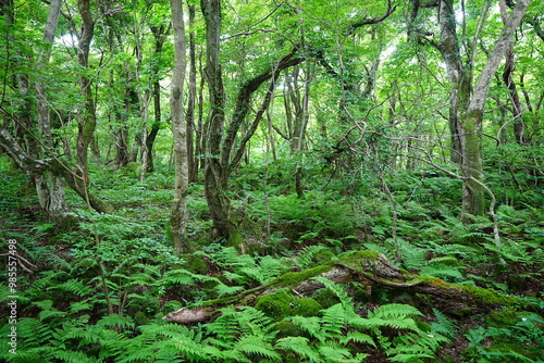 spring primeval forest with fresh ferns and old trees