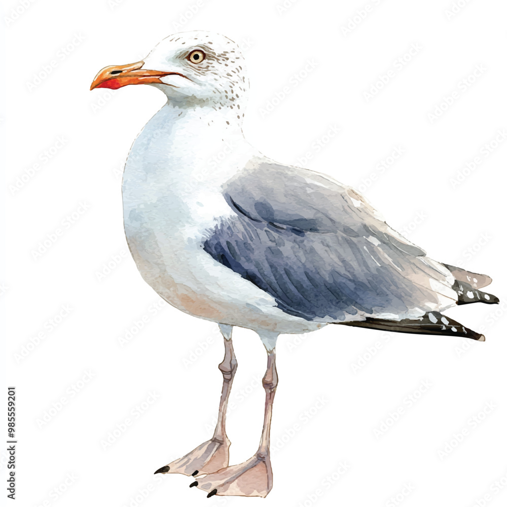 Seagull watercolor clipart illustration isolated Seagull watercolor clipart illustration isolated