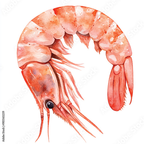 Shrimp watercolor clipart illustration isolated