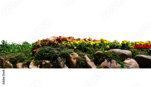 scandent shrub isolated on white. Front view garden