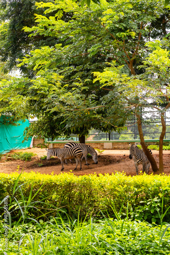 Exotic animals on display in the Bannerghatta zoo in Karnataka India